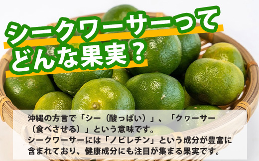 《2025年7月以降順次発送》【先行予約】こだわりの青切りシークワーサー 1.3kg 約40〜60個 【 産地直送 沖縄 石垣島 石垣 八重山 シークワーサー 柑橘 フルーツ くだもの 果物 】TF-