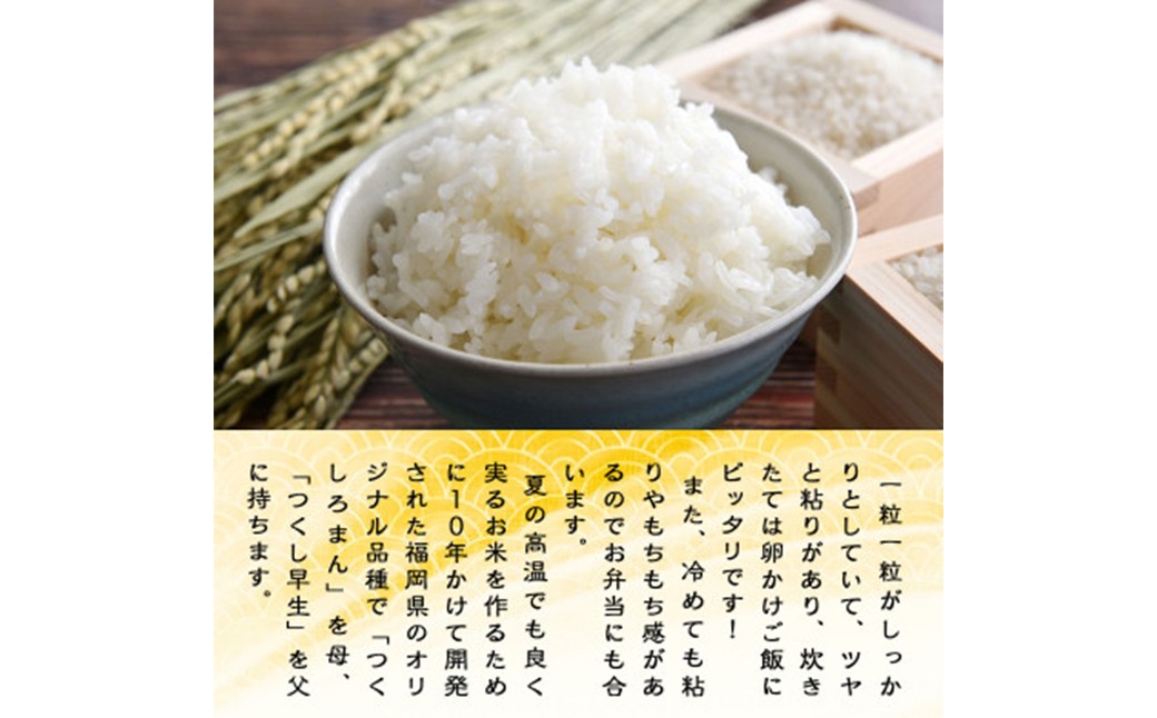 令和7年産元気つくし10kg