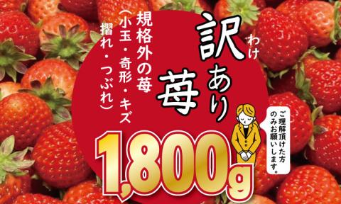 【先行予約（２月より随時出荷）】　訳あり苺（1.800g）ふるかわ農園 いちご 苺　送料無料 農家直送品 果物 くだもの フルーツ 人気 ランキング 高評価 苺 イチゴ