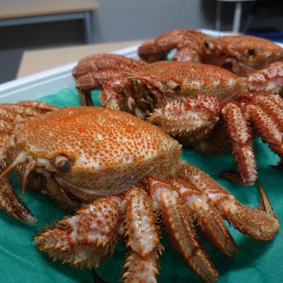 ふるさと納税 射水市 【おすすめ】富山産　毛がに約350g×3尾