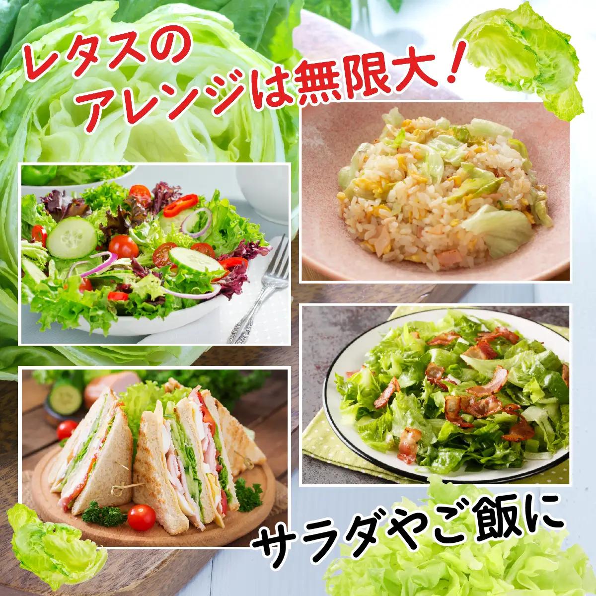 市場の目利き レタス4玉