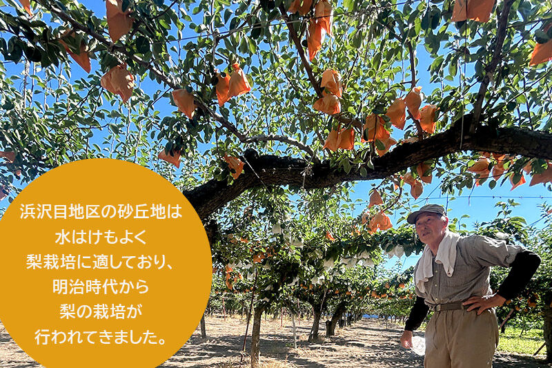 ～期間限定～白神山地峰浜沢目地区で育った和梨「あきづき」約3kg [期間限定 和梨 あきづき 梨 ナシ なし 秋田県産 甘い ジューシー 白神山地 峰浜沢目地区]