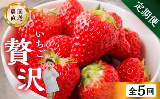 【定期便5回】 いちご贅沢 定期便 5回 紅ほっぺ 1kg ( 250g × 4p ) しあわせ苺 サイズ バラバラ 訳あり 訳アリ 含む 農園直送  フルーツ 苺 イチゴ 人気 本巣市 果物 先行予約 family農園watanabe [mt526_25]