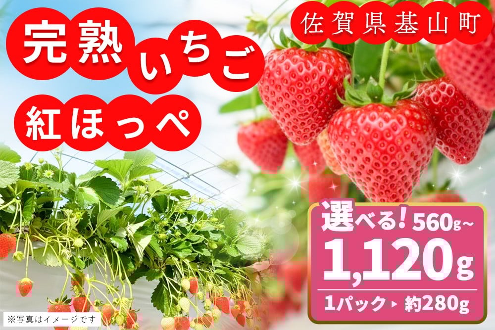 
                  【農場直送いちご】内容量が選べる 紅ほっぺ【約280g 2パック or 4パック ふるさと納税 基山町産 イチゴ 朝採れ 完熟果 KBCテレビ「ふるさとwish」で紹介されました】K100P003
                