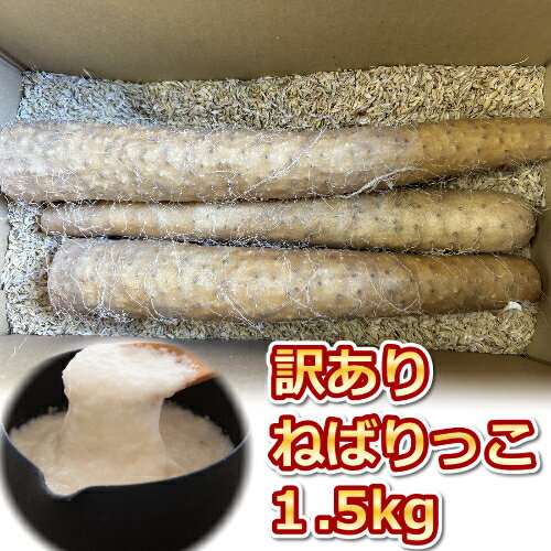 【ふるさと納税】942.≪先行受注≫【訳あり】ねばりっこ1.5kg 長芋 ながいも 鳥取県産 ※期間限定11月上旬から4月中旬頃に順次発送予定 | 野菜 やさい 根菜 とろろ 長芋 芋 いも 鳥取県 北栄町 おすすめ 人気 送料無料