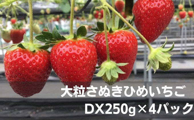 
[№5911-0205]大粒さぬきひめいちご　DX250g×4パック
