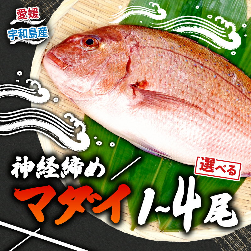 【ふるさと納税】 真鯛 宇和海産 神経締め 選べる 内容量 1尾～4尾 こもこもShop 神経〆 まるごと 海の鯛陽 鯛 マダイ タイ 養殖 刺身 お刺身 お刺し身 刺し身 人気 鯛めし 鯛茶漬け 鯛しゃぶ 塩焼き 煮付け アレンジ 新鮮 冷蔵 国産 愛媛 宇和島