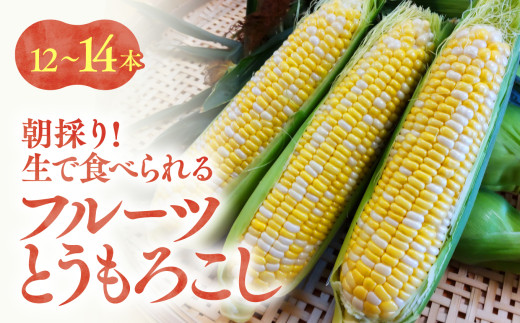 【2026年先行予約】 朝採り フルーツとうもろこし (12～14本)＜2026年7月中旬～順次発送＞ | 野菜 とうもろこし トウモロコシ 朝採り 朝収穫 生食 そのまま 茹でとうもろこし おやつ おつまみ 飯田市 ⾧野県 信州