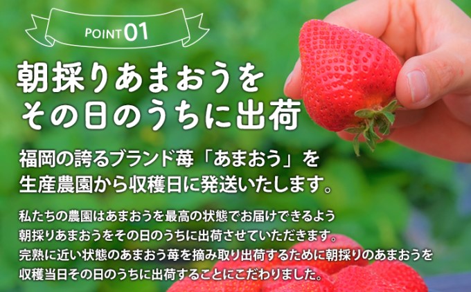 定期便 2回 うるう農園 2026年1月発送 特選 あまおう 400g ゆう美果樹園 2026年9月発送 ピオーネ 1～3房 約1kg いちご ピオーネ セット ※配送不可：離島