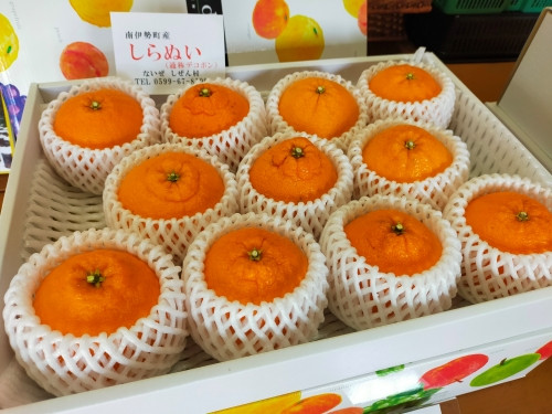 
                  【先行予約】 不知火 8～11個 選べる容量･発送月 しらぬい 濃厚 甘い 柑橘 柑橘系 果物 フルーツ 青果 デザート グルメ 贈答 贈り物 ギフト プレゼント 特産品 特産 取り寄せ 伊勢 志摩 三重県 南伊勢町
                