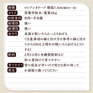 植木　ロシアンオリーブ　1.6ｍ