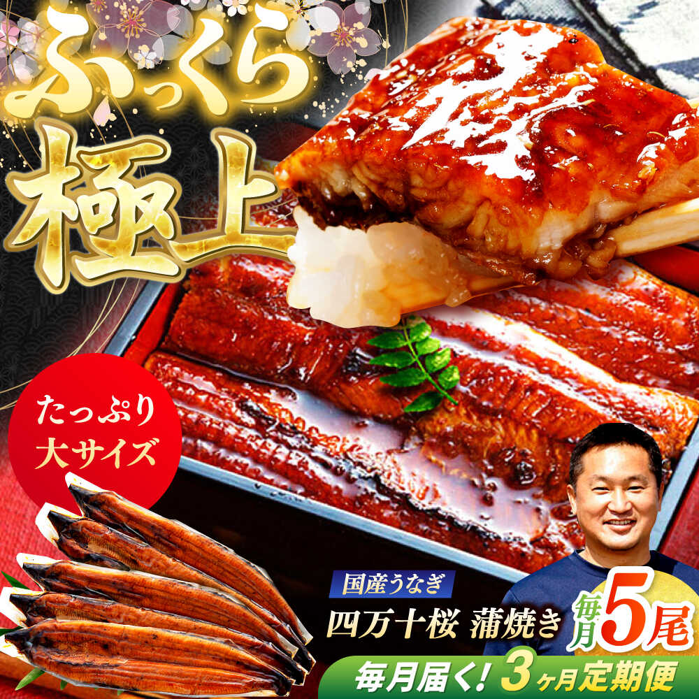 【ふるさと納税】【3回定期便】極上国産うなぎ四万十桜 蒲焼き5尾 たっぷり大サイズ / 国産 高知 四万十 うなぎ ウナギ 鰻 蒲焼き うな重 惣菜 贅沢 【有限会社もりた】[ATHE009]