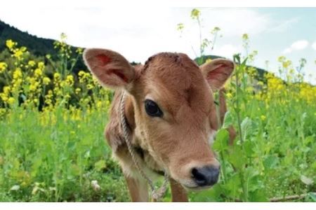 しばちゃんちの ジャージー牛乳 180ml × 10本 セット 柴田牧場しばちゃんちの ジャージー牛乳 180ml × 10本 セット 柴田牧場 6170