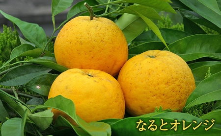 あわじオレンジピール「鳴門漬」3舟入り 兵庫県 洲本市 淡路島