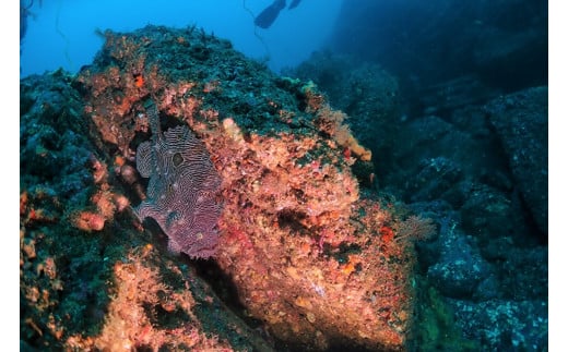三浦半島城ヶ島でボートファンダイビング　M064-003