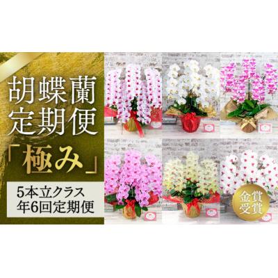 ふるさと納税 山口市 胡蝶蘭定期便『極み』(5本立てクラス年6回) A007