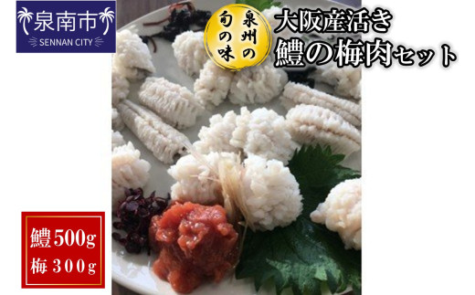 【泉州の旬の味】大阪産活き鱧の梅肉セット【配送不可地域：北海道・沖縄・離島】【015D-021】
