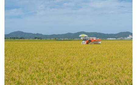 【令和8年産】 ミルキークイーン 玄米 5kg (5kg×1袋)  山形県庄内産 小池半左衛門