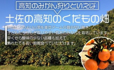 土佐の高知のくだもの畑 みかん(ギフト用)5kg - みかん ギフト 母の日 アイス みかんジュース ミカン kd-0014