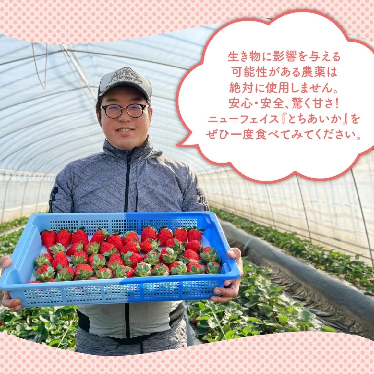 【先行予約】【数量限定】とちあいか 290g×2パック｜いちご イチゴ 苺 先行予約 栃木県 果物 くだもの フルーツ とちあいか 新鮮 贈答 ギフト ※2025年11月上旬頃より順次発送予定_イメー