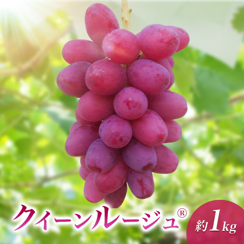 【ふるさと納税】クイーンルージュ(R)約1kg　果物 葡萄 ぶどう 赤ぶどう マスカット フルーツ 長野県 駒ケ根市　お届け：2026年10月上旬～10月下旬