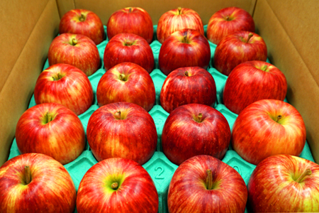 【2024年9月～10月発送分先行受付】山形のりんご（つがる）約5kg_H074(R6)