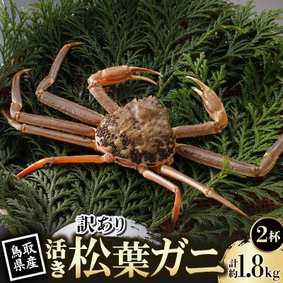 ふるさと納税 智頭町 【先行予約】鳥取県産 訳あり 活 松葉がに 900g×2杯(中村商店)2027年1月末より順次発送