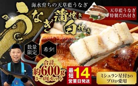 【令和8年度熊本地震復興支援】【ミシュラン星付きのプロが愛用】1日10セット限定！海水育ちの天草藍うなぎ 紅白3～4尾セット【合計約600g】数量限定!! 鰻 ウナギ うなぎ うなぎ蒲焼 鰻の蒲焼 うなぎ 国産 白焼き 【2026年6月下旬より順次発送予定】