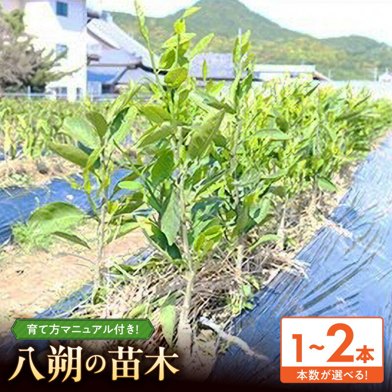【ふるさと納税】はっさく 苗木 2年生 選べる 本数 1本 2本 柑橘苗木 庭植え 鉢植え 家庭果樹 果樹栽培 栽培 説明書付き 甘味 酸味 ほろ苦い フルーツ 果物 果実 果肉 柑橘 お取り寄せ 和歌山県 湯浅町 送料無料