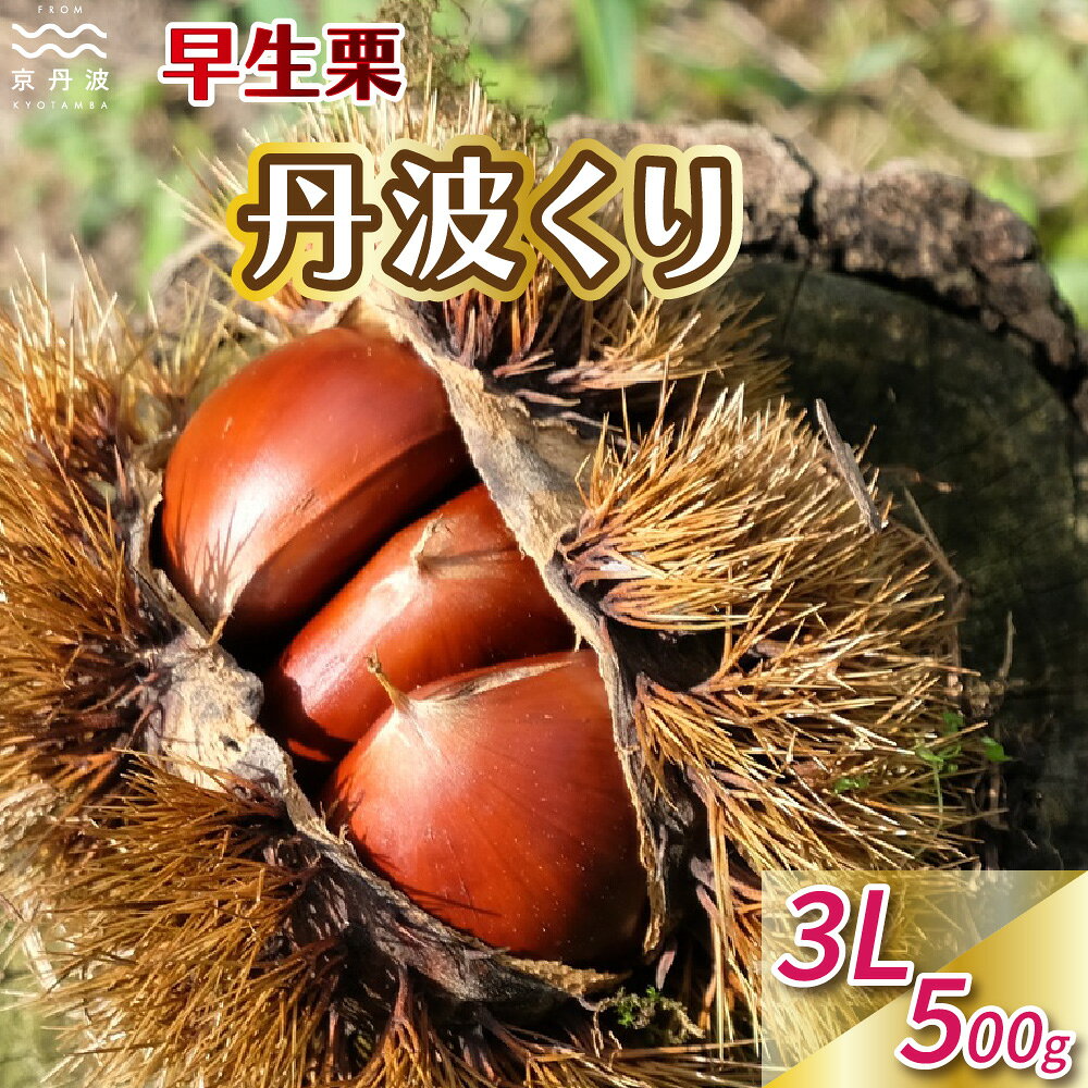 【ふるさと納税】早生栗 丹波くり とれたて 3L 500g 京都京丹波町産 丹波栗 生栗 和栗 国産 ※北海道・沖縄は配送不可