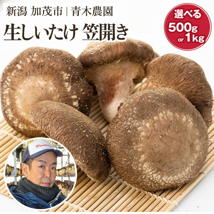 【ふるさと納税】 【2025年先行予約】生しいたけ 並サイズ（笠開き）「約500g」or「約1kg」《10月中旬から順次出荷》 品評会で金賞受賞！ きのこ しいたけ 椎茸 特大 食べ応えある大きさ 肉厚で旨味たっぷり！ 加茂市 青木農園