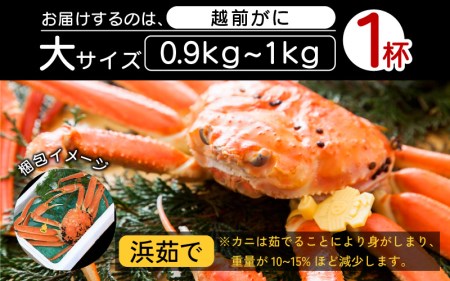 越前がに本場の越前町からお届け！ 越前がに 浜茹で 大サイズ（生で0.9～1kg） × 1杯【2月発送分】【かに カニ 蟹】【福井県 越前町 雄 ズワイガニ ボイル 冷蔵 越前ガニ 越前かに 越前カニ