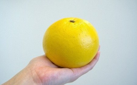 土佐文旦 10kg 2L～3Lサイズ（ご 家庭用 ） 植田農園［1537］