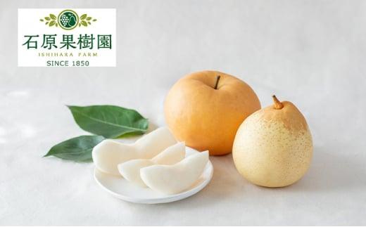 梨 2025年  あたご梨・鴨梨（ヤーリー）詰合せ 合計約2kg 贈答箱 ナシ なし 岡山県産 国産 フルーツ 果物 ギフト 石原果樹園