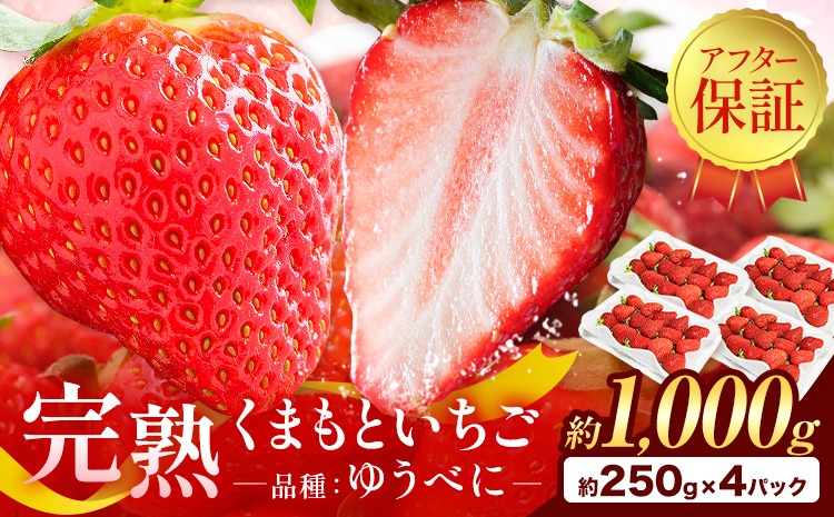 先行予約 熊本県産 いちご ゆうべに 約1000g（約250g×4パック）《2月上旬-3月末頃出荷》熊本県 氷川町 果物 フルーツ 苺 イチゴ 先行 予約 アフター保証---hkw_26_lcl_240_1kg---