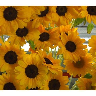 ふるさと納税 香川県 【先行受付2027年】夏を代表する花　ヒマワリ切花50本