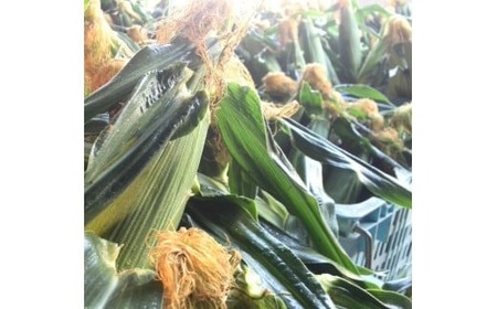 南国フルーツコーン ホワイト種 5本セット | とうもろこし 自慢のとうもろこし 白いとうもろこし ふるーつとうもろこし 旬のとうもろこし