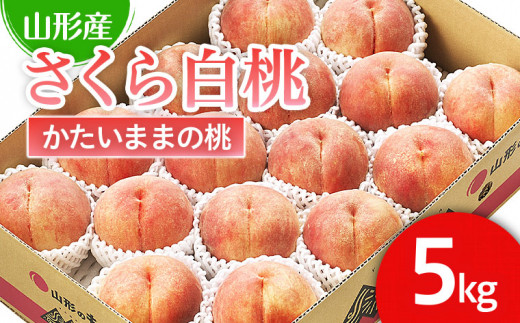 山形市産 桃「さくら白桃」 秀以上 5kg(12玉～16玉)[かための桃] 【令和7年産先行予約】FS24-620くだもの 果物 フルーツ 山形 山形県 山形市 2025年産