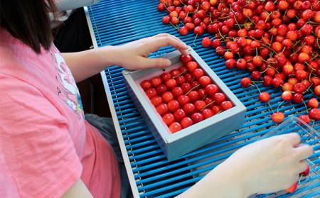 さくらんぼ 佐藤錦 (ハウス) 特選 手詰め L以上 約600g 【令和8年産先行予約】FS25-709 くだもの 果物 フルーツ 山形 山形県 山形市 2026年産