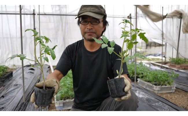 KN-01　2015世界土壌微生物五輪で銀メダル受賞！土力のフルーツトマト