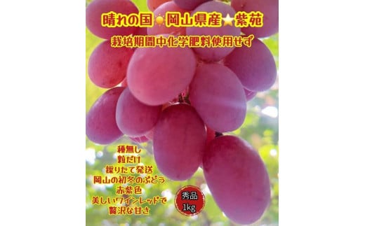 ぶどう 2025年 先行予約 紫苑 秀品 粒だけ 約1kg 岡山 国産 果物 フルーツ  2025年10月上旬から発送