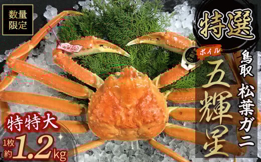 【魚倉】五輝星 ボイル 松葉ガニ （特特大1.2kg）　数量限定品 カニ カニ爪 タグ付き ズワイガニ 冷蔵 松葉ガニ マツバガニ 新鮮 ボイル  鳥取県 倉吉市 特大 カニしゃぶ