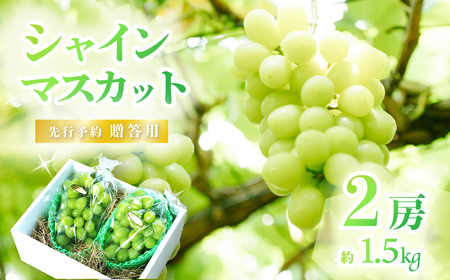【2025年 先行予約】シャインマスカット2房（約1.5kg）贈答用【石崎ぶどう園】（2025年8月下旬から9月下旬頃発送予定）【 果物マスカット フルーツマスカット 下妻マスカット 葡萄マスカット ぶどうマスカット 人気マスカット 茨城県産マスカット 】