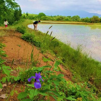 ふるさと納税 新庄市 米の匠みのりガーデン/金賞受賞農家の【特上コシヒカリ】5kg |  | 03