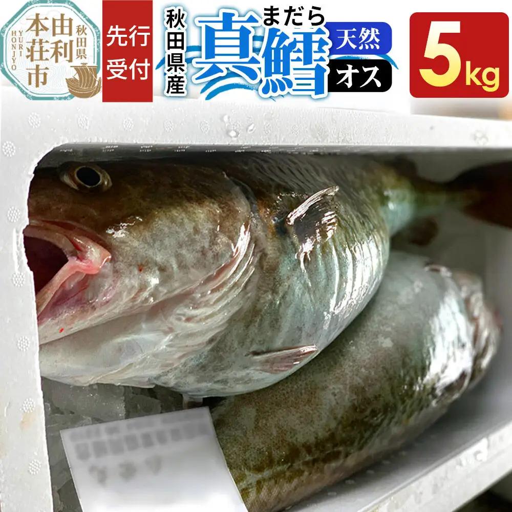 《先行受付》真鱈 【オス】 5kg 天然 漁師直送（配送期間 11月上旬～2月下旬）マダラ タラ 高級魚 たら まだら 魚