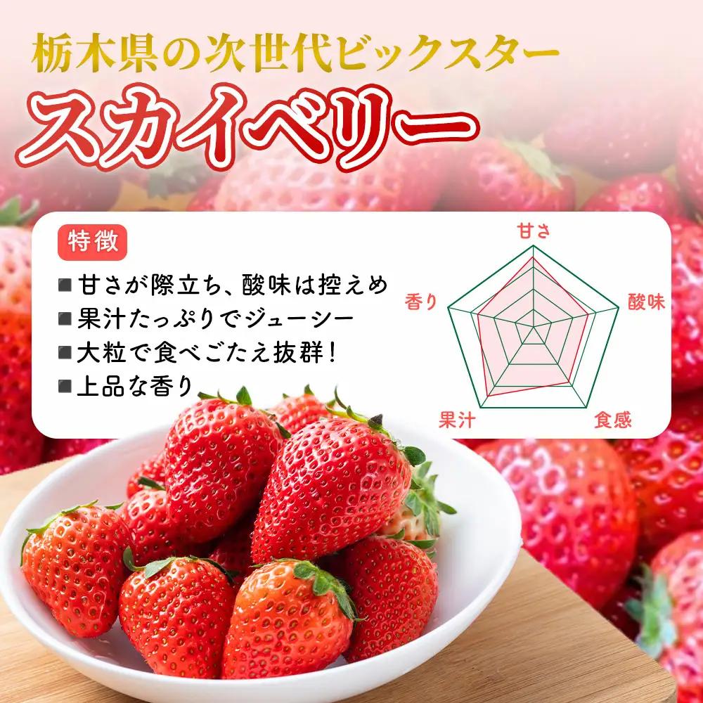 【先行予約】出会いの森いちご園 スカイベリー （290g×4パック） | いちご イチゴ 苺 栃木県 果物 くだもの フルーツ スカイベリー 新鮮 贈答 ギフト デザート スイーツ ※2026年12月
