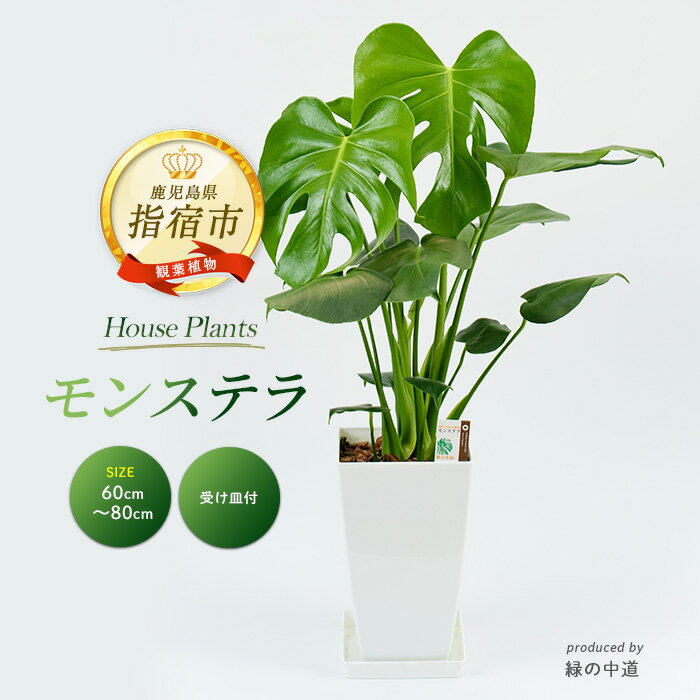 【ふるさと納税】モンステラ(60〜80cm・白色プラスチック鉢・受け皿付き) ※北海道・沖縄・離島配送不可※ 観葉植物 鉢 おしゃれ 南国 癒し エキゾチック インテリア グリーン 大 室内【緑の中道】