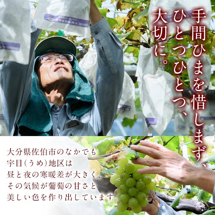＜先行予約受付中！2025年9月以降順次発送予定＞宇目葡萄 3種詰め合わせ＋シャインマスカット入り(合計2.5kg・4〜5房) ピオーネ 安芸クイーン ハニービーナス ぶどう 種なし 大分県 佐伯市【
