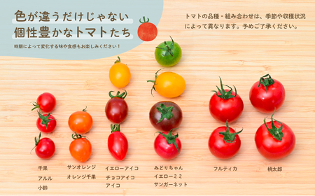 ミニトマト 食べ比べセット 1kg ミニトマト ミニトマト ミニトマト ミニトマト ミニトマト