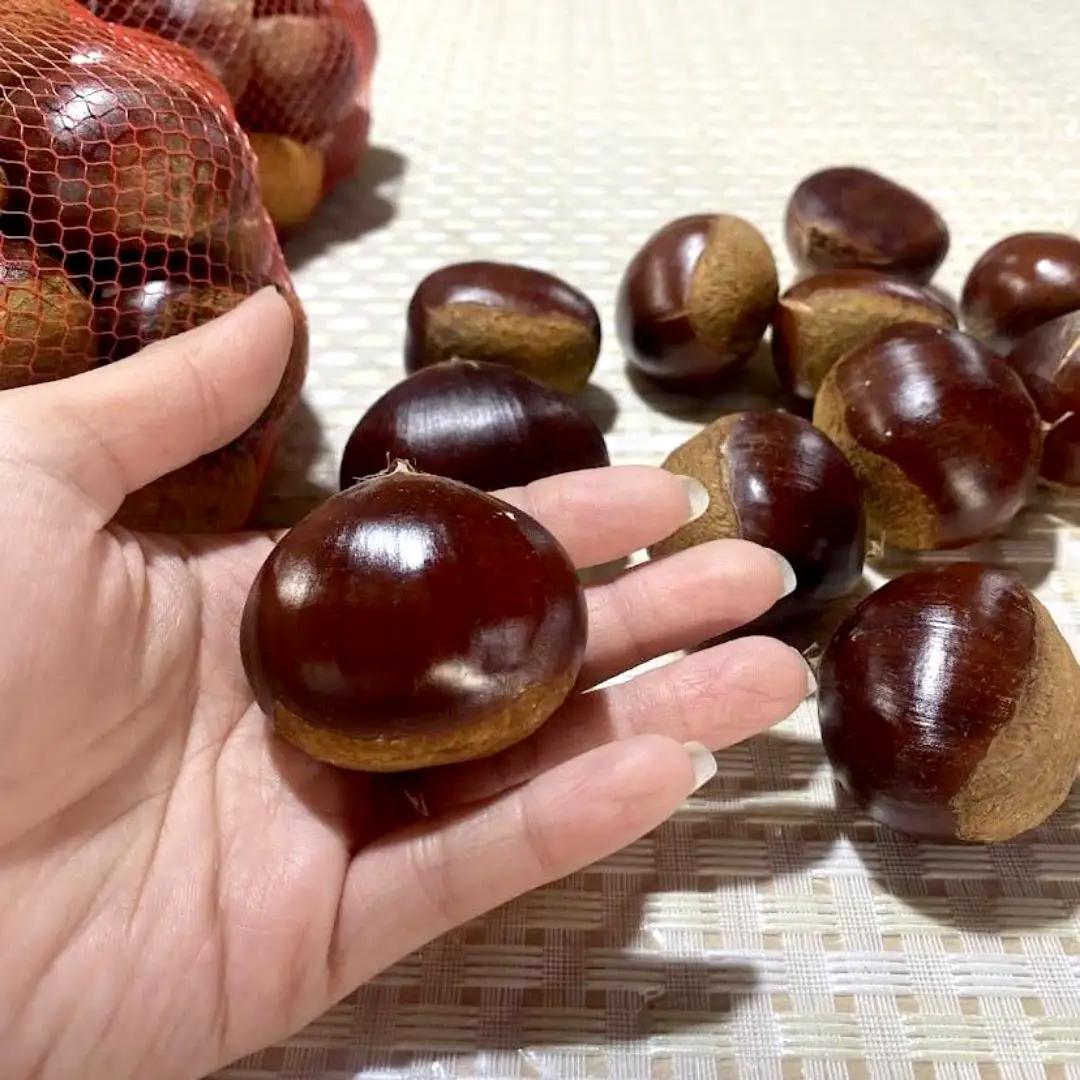 無燻蒸 生栗 3L サイズ 約 3kg 茨城県産 産地直送 久保田果樹園 茨城 栗 くり 季節 秋 旬 直送 [DH014sa]